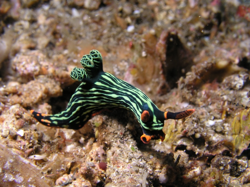 Nudi Branch